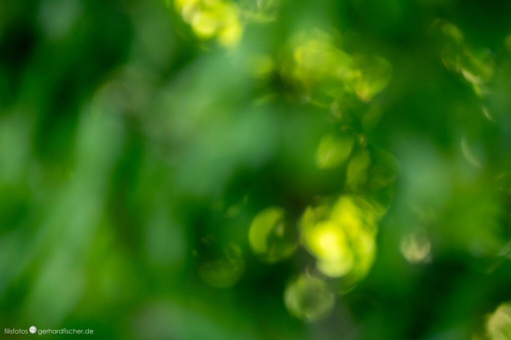 Bokeh-Frühling / Bokeh spring