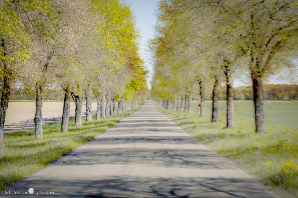 Die magische Allee / magical avenue