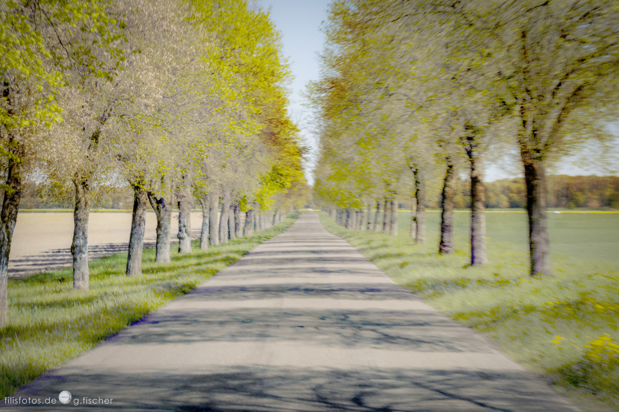 Die magische Allee / magical avenue