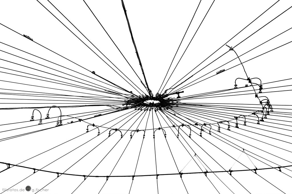 Spider / Spinne