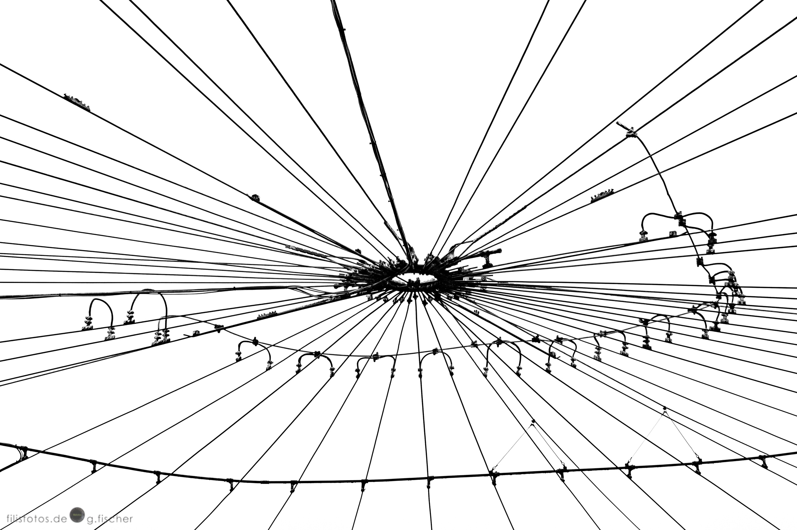Spider / Spinne