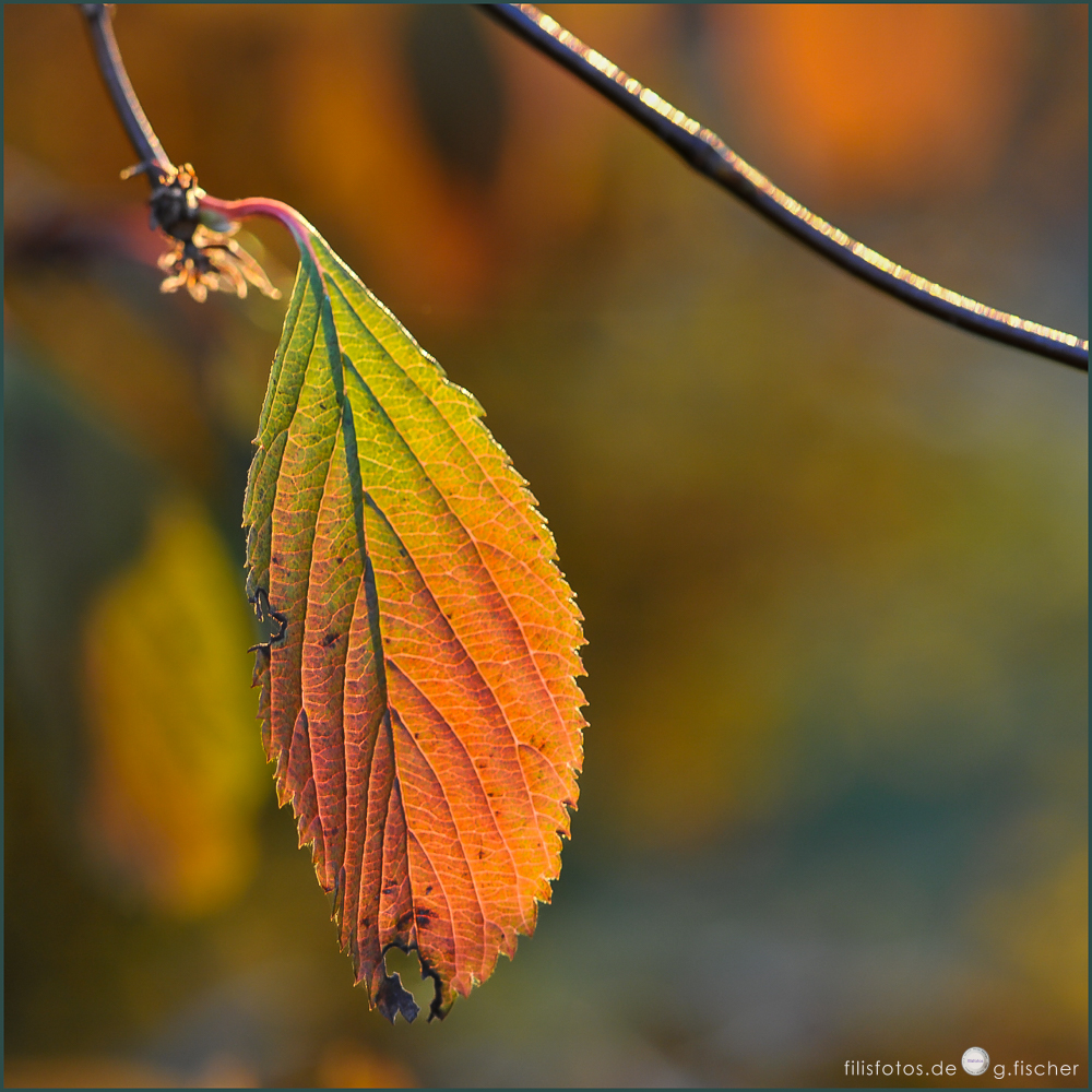 Angenagte Farbenpracht / Gnawed splendor of color